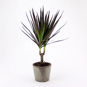 ����� ��'��� 12 DRACENA MAGENTA