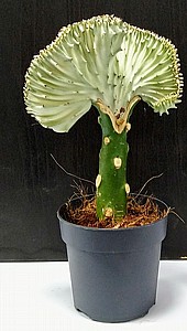 ������ ����� 15