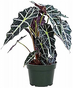 ������� ���� 15 Alocasia Polly