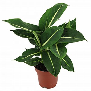 �������� ���� ��'�� 20 DIFENBACHIA GREEN MAGIC