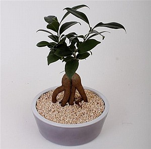 ����� ������15 (Ficus retusa)   +��