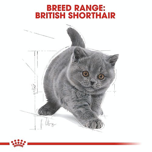 Royal Canin British Shorthair Kitten 2kg מזון יבש חתולים