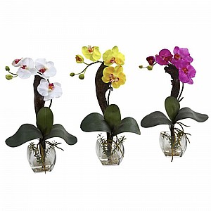 ���� �������� ����(Phalaenopsis  Orchid)