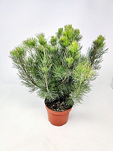 ������� 18 (Adenanthos)
