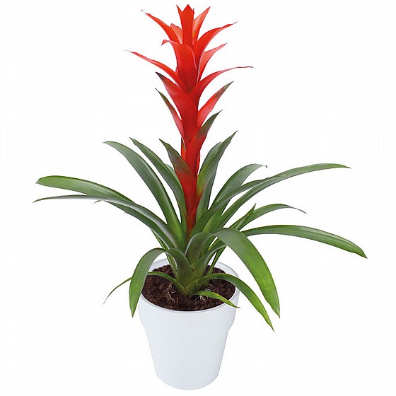 ������� 15 (Guzmania)  