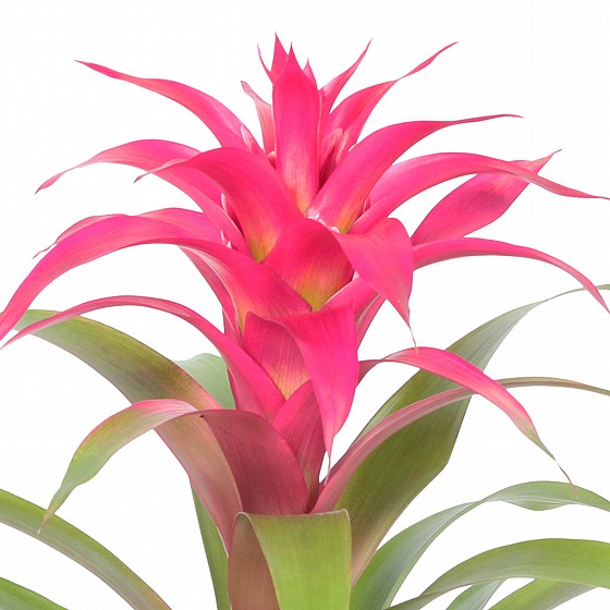 ������� 15 (Guzmania)  