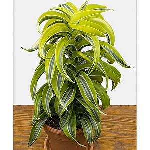 ����� ����� ���� 15 (DRACAENA FRAGRANS LEMON LIME)