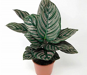 ����� ������(Calathea)