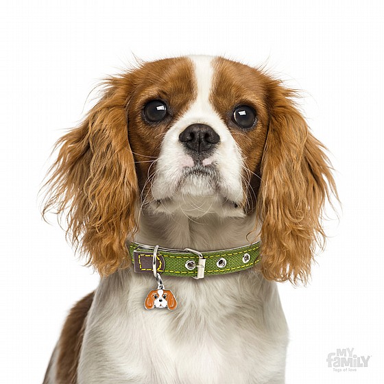 BLENHEIM CAVALIER KING