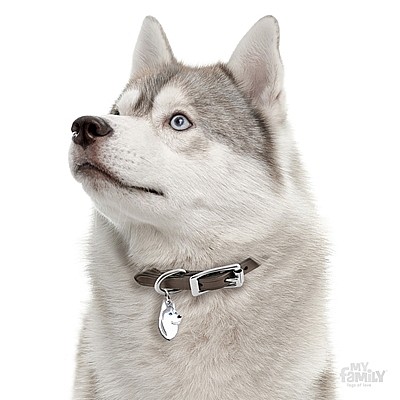 ����� ������ SIBERIAN HUSKY