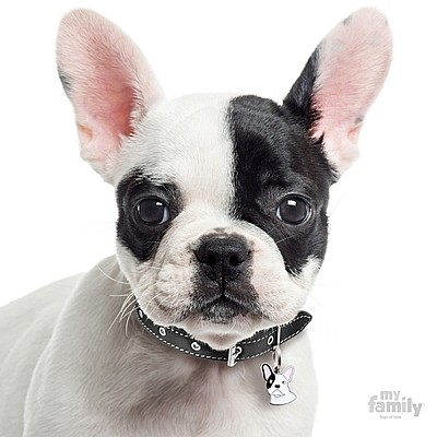 ������ ����� FRENCH BULLDOG