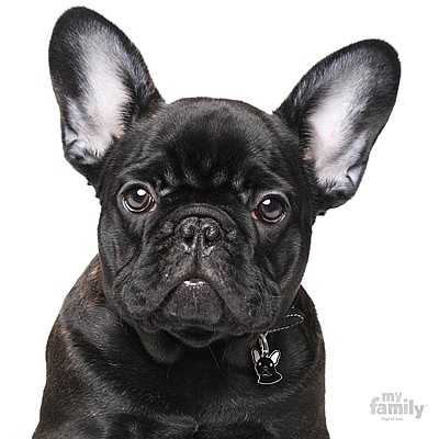 ������ ����� FRENCH BULLDOG