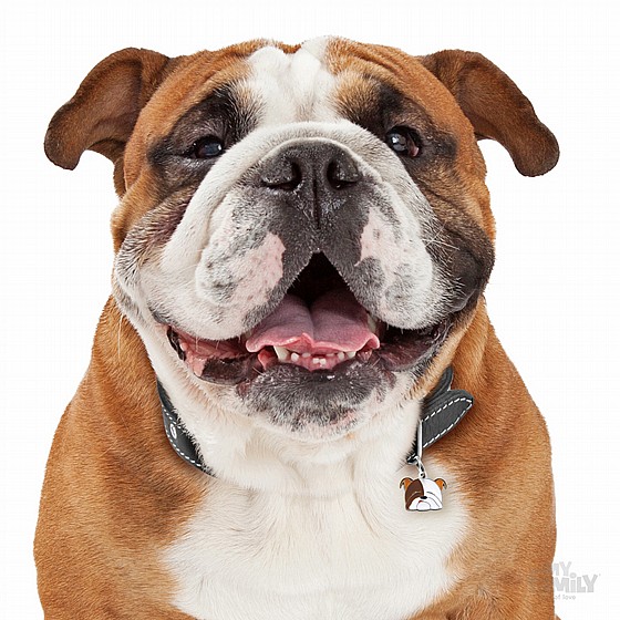 ������ ����� ENGLISH BULLDOG