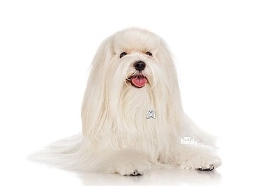 ����� MALTESE