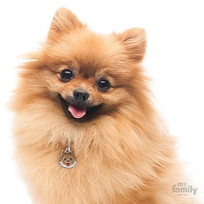 ������ POMERANIAN
