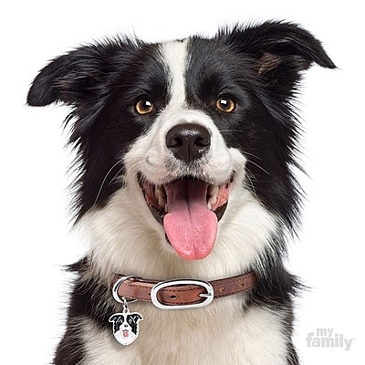 ����� ���� BORDER COLLIE
