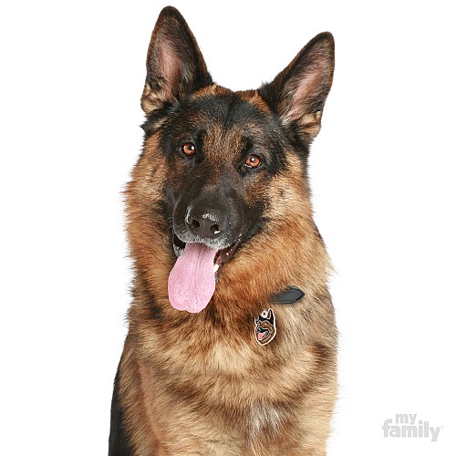 ���� ������ GERMAN SHEPHERD