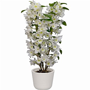 ���� ���������(Dendrobium)