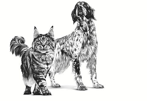 Royal Canin Recovery 195gr