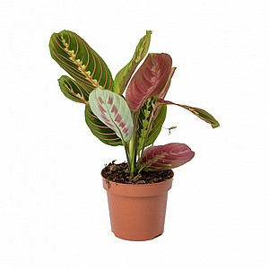 Maranta ����� 12