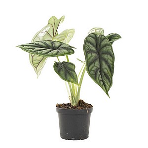 ������� ����� ����� 9 Alocasia Dragon Scale 