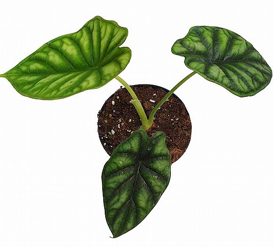 ������� ����� ����� 9 Alocasia Dragon Scale 