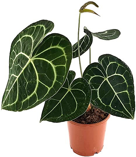 �������� ������ 9 Anthurium Clarinervium