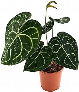 �������� ������ 9 Anthurium Clarinervium