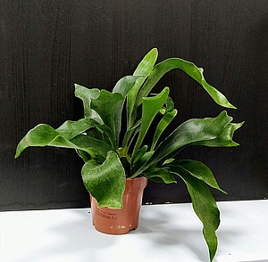 ���������� 13 PLATYCERIUM