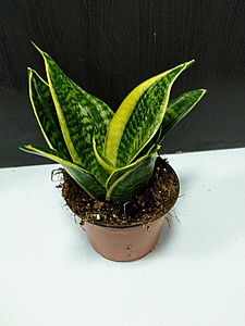 ��������� 13