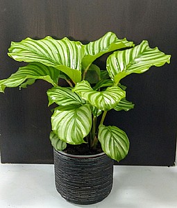 Calathea Orbifolia 17 ����� ����������  ���� ������ 