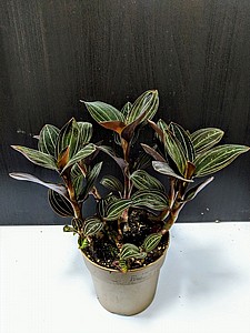 ����'�� LUDISIA