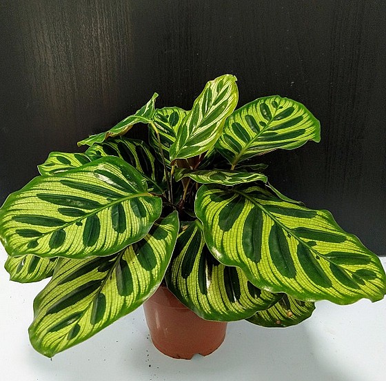 ����� 12 Calathea Makoyana