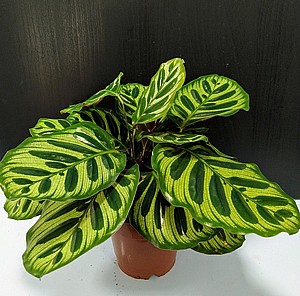����� 12 Calathea Makoyana
