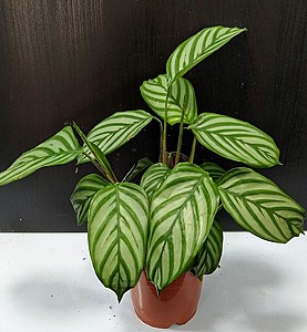 �����  12 Ctenanthe oppenheimiana