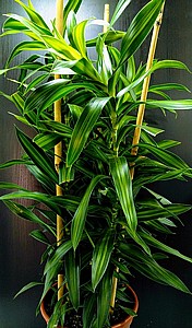 ����� �'����� 24 Dracena Jamaica