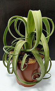 ��� ���� 12 Tillandsia