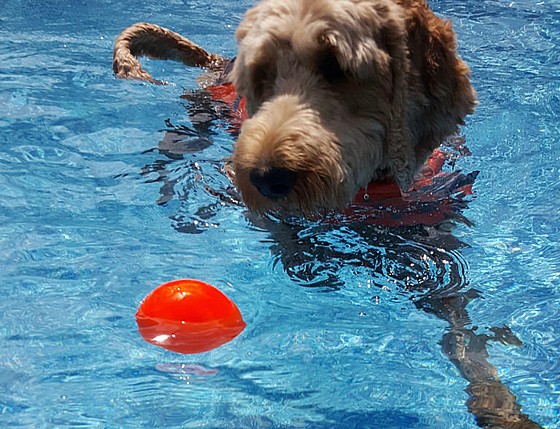 Ruff Dawg Ball  ����� ���� ���� ����