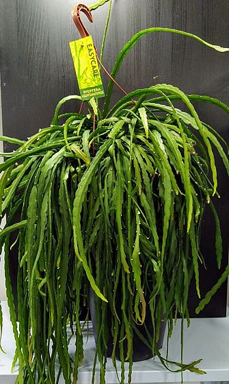  Pfeiffera boliviana