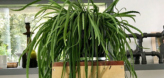  Pfeiffera boliviana