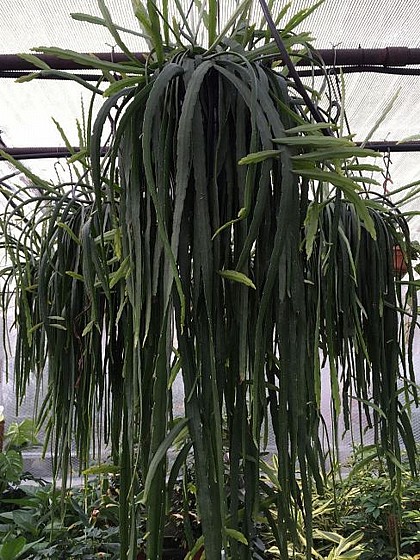  Pfeiffera boliviana