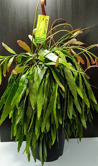 "Pseudorhipsalis ramulosa "Red Coral