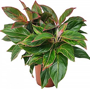 �������� ����� Aglaonema Crete