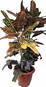 ������ 19 