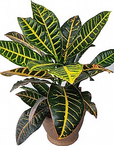 ������ ���� ������ 21