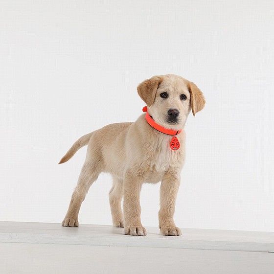 TICKLESS PET ULTRASONIC