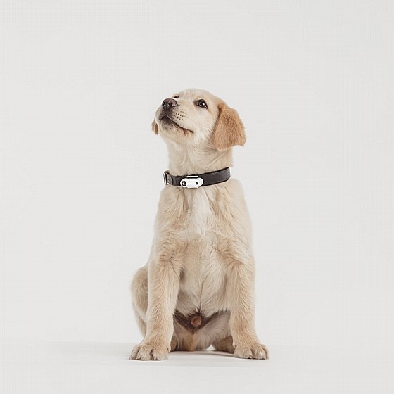  TICKLESS MINI PET ULTRASONIC REGERGEABLE