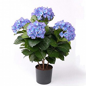 ��������(Hortensia)