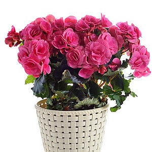 ������ (BEGONIA)