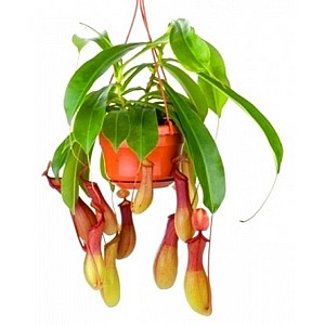 ��� ���� ����� 20 (Nepenthes) 